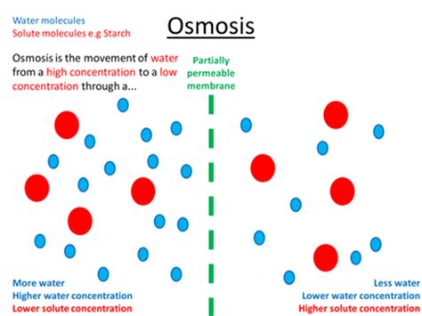 Osmosis is the process where solvent molecules move through a semipermeable membrane from a dilute solution into a more concentrated solution (which becomes more dilute). IGCSE/GCSE/ Standard Grade Osmosis PowerPoint by helenstamp - UK Teaching Resources - TES