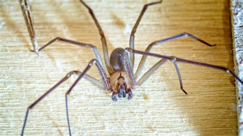 Black Recluse Spider Online Sellers Save 70 Jlcatjgobmx