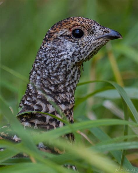Baby Grouse Photograph By Mike Taddeo