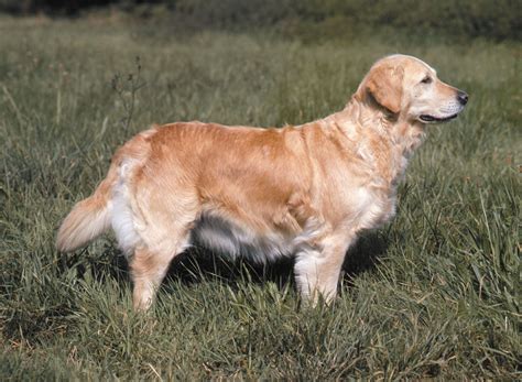 Golden Retriever Dog Description And Facts Britannica