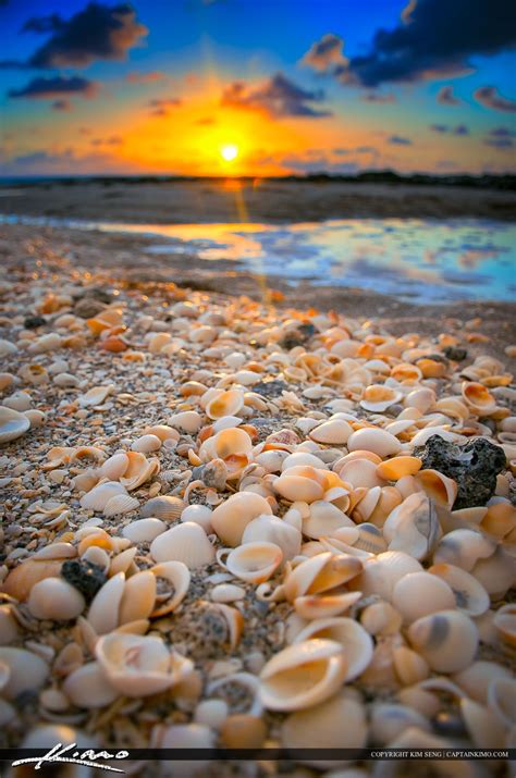 Seashells Along The Beach During Sunrise