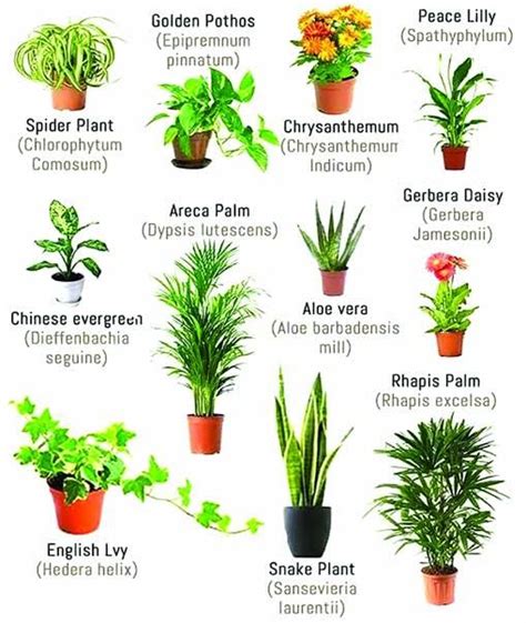 Air Purifier Plants For Home Plants Indoor Plants Indoor Plants Low
