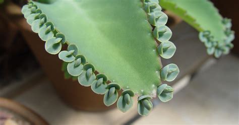 *all of this, of course, is assuming you are stranded in a new world desert with true cacti. Mother of millions, originally from Africa, make home in U ...