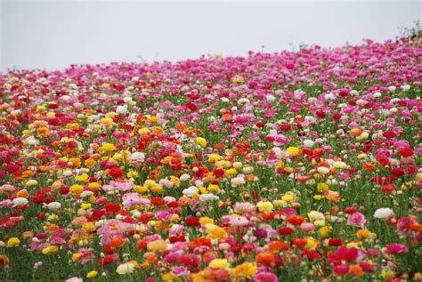 The Flower Fields Visit Carlsbad California With We Said Go Travel