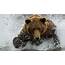Wallpaper Brown Bear Water Splash 1920x1200 HD Picture Image