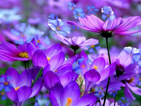 Crocuses Beautiful Purple Flowers Colored Detsktop Wallpaper Hd