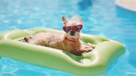 Dog In Swimming Pool Wearing Sunglasses Images Aqua Pearl Pools