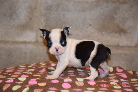 Boston Terrier English Bulldog Puppy For Sale Butler Ohio Trixie Runt