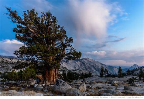 A Juniper Tree In Yosemite Daniel Leu Photography