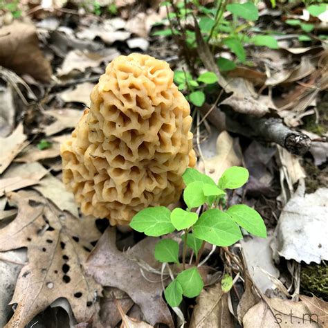 Finding Morels. . . According to an Eight Year Old