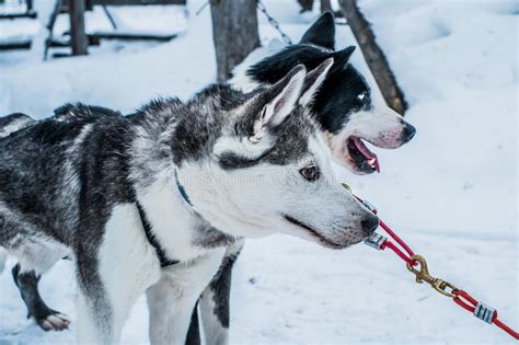 2 Siberian Husky Dog Sled In Ivalo Finland Stock Photo Image Of