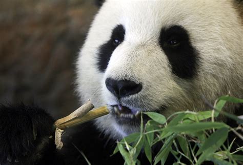 Adelaide Zoo Calls For More Tax Dollars To Fund Chinas Panda Breeding