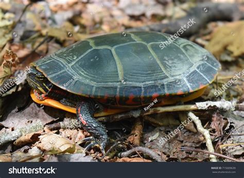 Midland Painted Turtle Side View Stock Photo 715009639 Shutterstock