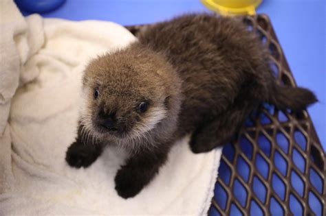 Sea Otter Pup Getting The Best Of Care From Alaska Sealife Center And