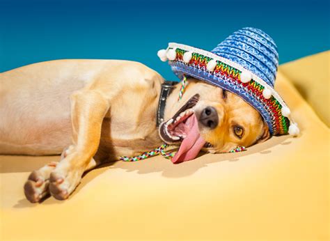 Collar Dog Sombrero Hat Humor Funny Wallpapers Hd Desktop And