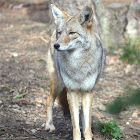Coyote Akron Zoo