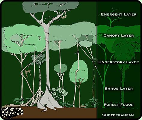 Location Of Tropical Rainforest Biome Montessori Materials Biome