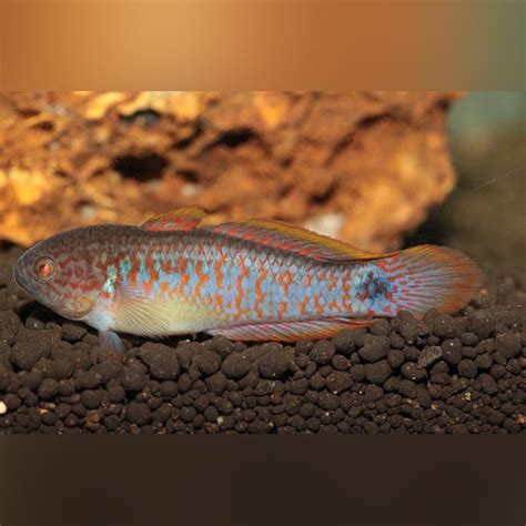 Freshwater Goby —