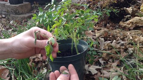 Most species of these attractive evergreens or deciduous plants come from the west of the united states and many of them make great gardening subjects. How to Take Tomato Cuttings for Free Plants - YouTube