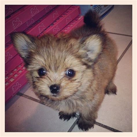 She is a sweetheart ♥ loves to play. !Meet the soon-to-be newest member of the Busch family!!She is a porkie, a pomeranian/yorkie mix ...