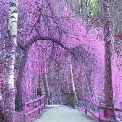 Pin By Cheryl Leek On Nature At Its Finest Purple Trees Tree Nature
