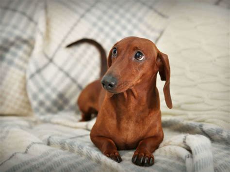 Quanto Tempo Dura O Cio Da Cachorra