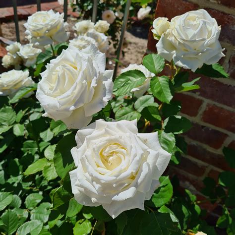 White Bengal Rose Cluster Free Stock Photo Public Domain Pictures