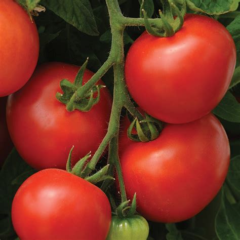 Homeslice Hybrid Tomato Medium Large Tomato Seeds Totally Tomatoes