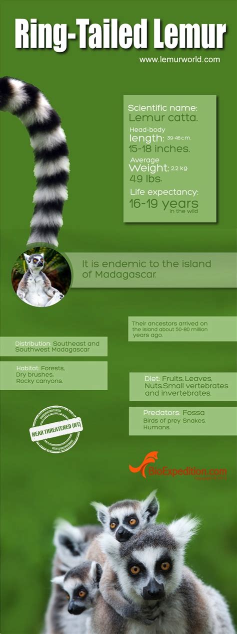 Ring Tailed Lemur Infographic Lemur Facts And Information