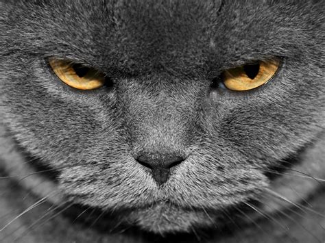 Angry Animals Angry Grey Cat Animal Wallpaper Desktop Wallpapers