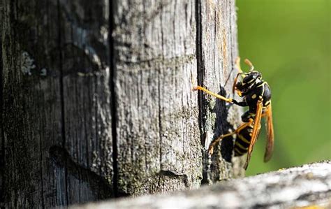 How To Avoid Stinging Insects