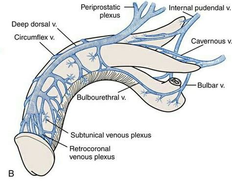 From Deep Dorsal Vein To Vesicoprostatic Plexus Man Anatomy Anatomy