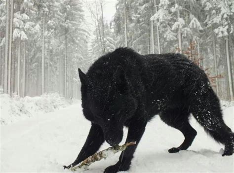 Black Wolfdog A Mix Of Black Wolf And A Black German Shepherd