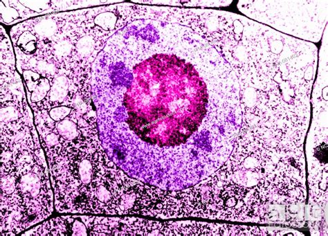 Electron Microscopy Of A Normal Human Cell The Cell Membrane Stock