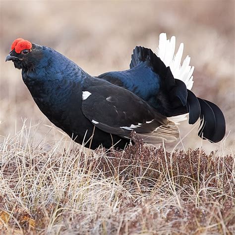 Bird Watching In Sweden Black Grouse Orre