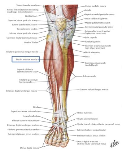 Leg And Popliteal Fossa Muscles Flashcards Quizlet