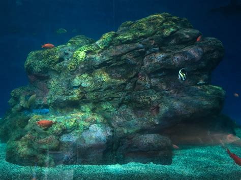 Pacific Seas Aquarium Baja Bay Lower Level View Zoochat