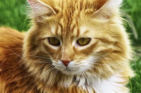 Long Haired Cat Breeds Different Breeds Care And Grooming