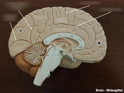 Brain Midsagittal View Diagram Quizlet