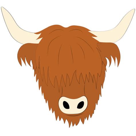 Best Highland Cattle Illustrations Royalty Free Vector