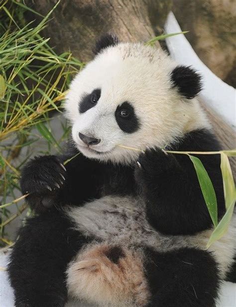 Did You Say Look Cute Easy Panda Bear Animals Amazing
