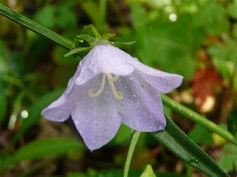 Good Witches Magickal Flowers And Herbs Bellflower Bellflower