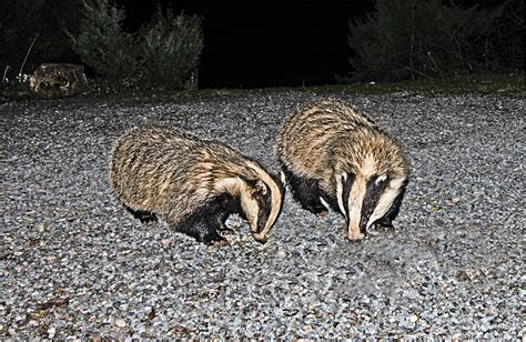 Two Badgers By Dven Ephotozine