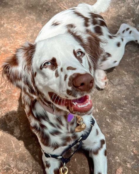 Long Haired Dalmatians Info Genetics Pictures And Facts