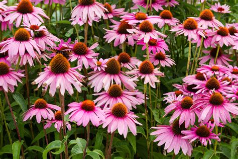 See more of australian bush flower essences ireland on facebook. Top 10 Summer Sun-Loving Perennials - gardenpicsandtips.com