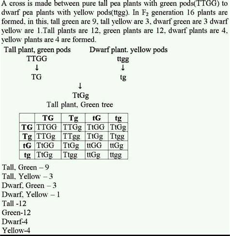 A Cross Between Pure Tall Pea Plant With Green Pods And Dwarf Pea Plant