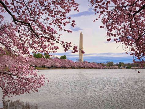 Cerezos En Flor Washington Dc — Guía Total Cherry Blossom Festival 2019