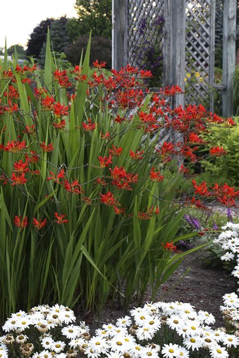 Buy Crocosmia Lucifer Plants For Sale Free Shipping 1 Gallon Size