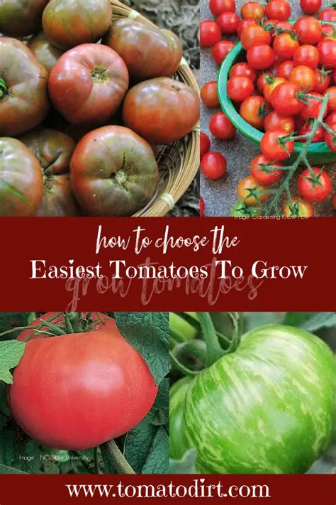 What Are The Easiest Tomatoes To Grow