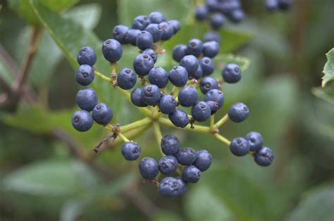 Growing The Home Garden These Blue Berries Arent Blueberries Berry